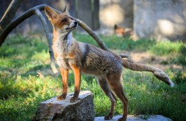 There are tens of thousands of urban foxes in Britain, according to academic research
