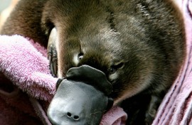 A baby platypus, which is called a "puggle"