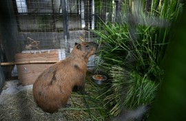 An injured capybara is treated at the Center for Wildlife Animal Recovery after being attacked in Rio de Janeiro