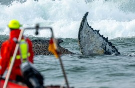 The stranded whale was said to be weak, with its health deteriorating, according to conservationists