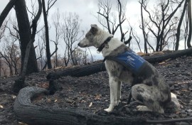 The 11-year-old Koolie was one of the first dogs trained to detect koalas