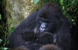 Twin baby mountain gorillas, held by their mother, were recently born in Virunga National Park