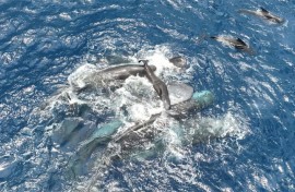 Female sperm whales lift up a newborn calf until it can swim on its own
