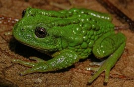 The new amphibian species, with the scientific name Gastrotheca mittaliiti, measures 2.7 to 3.3 centimetres (1 to 1.3 inches)