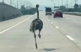 The six-month-old ostrich 'looked afraid and panicked', says a motorist who took a video of the big bird on a Thai highway