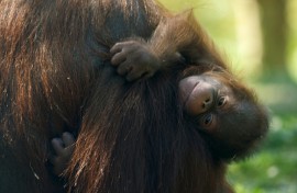Bornean orangutans are a critically endangered species. This baby was born in at Madrid Zoo Aquarium last week
