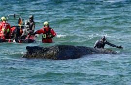 Divers try to help the whale free itself on March 26, 2026