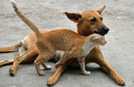 The European Union is home to over 72 million dogs and 83 million cats