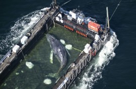 An aerial photo shows the rescued humpback whale in a special barge along the Danish coastline
