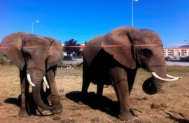 Julie (left), Portugal's last performing elephant, is to leave her circus for a sanctuary in the south of the country