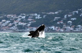 A Southern right whale shown off Muizenberg Beach in False Bay, Cape Town on October 11, 2013