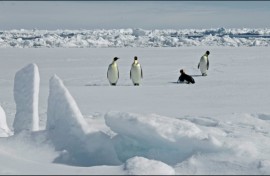 The number of emperor penguins has plummeted primarily due to climate change that causes the sea ice where they live, hunt and breed to break up earlier in the year