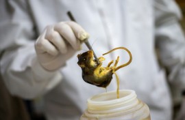 A researcher holds a preserved specimen of a Graomys chacoensis rodent at the Faculty of Exact, Physical and Natural Sciences in Cordoba, Argentina
