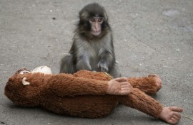 Tourists have flocked to the Ichikawa City Zoo to see the macaque named Punch, who was abandoned by his mother shortly after his birth