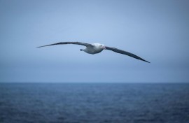 Alabatrosses and other seabirds would have to travel longer distances to find suitable homes in a warmer planet, a study said