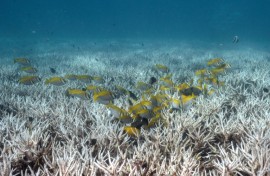 Coral reefs globally are struggling with back-to-back bleaching events