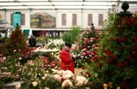 A Chelsea pensioner takes photographs at a roses exhibit