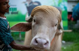 An albino buffalo nicknamed "Donald Trump" has become a social media star and is drawing crowds in Bangladesh