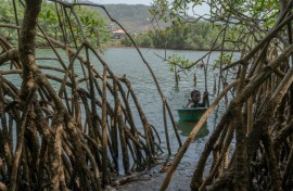 For the past 20 years, Millicent Turay has supported her family by collecting mangrove oysters