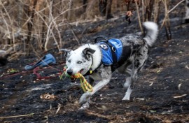 Bear the koala rescue dog has retired, and an Australian animal welfare group is looking for his successor