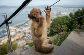 Macaques in Gibraltar can snatch food from unwitting tourists in addition to gobbling abandoned leftovers
