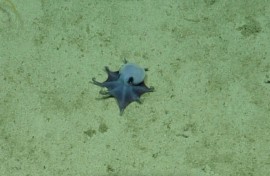 'He's tiny! It's blue!' one excited scientist was recorded as saying when she first caught sight of the creature