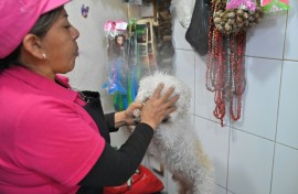 Ecuadorean curandera Amparo Lugmana blows undiluted alcohol during a ritual of energy cleansing on the dog Copito at the San Francisco market in Quito