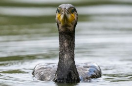 Great cormorant adults are estimated to eat 180 kilogrammes (400 pounds) of fish a year