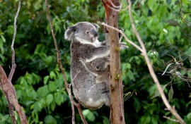 Researchers found the odds of adult koalas being admitted into care or dying in the Australian state of NSW rose when average maximum temperatures over a 7-day period reached 27C