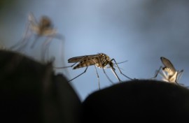 Sucker punch: In certain conditions, mosquitoes can come come to prefer the taste of DEET