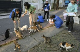 The Jakarta municipality is conducting a census that will for the first time come up with a scientific estimate of the number of stray cats on its streets