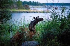 Moose in Scandinavia, like this bull shown in Finland in 2018, usually avoid metropolitan areas