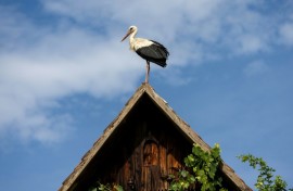 The storks' return is seen as a sign of the changing of the seasons and a symbol of fertility
