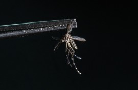 Mosquitoes and the diseases they transmit are a growing concern as climate change expands the area the insects roam