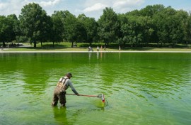 National Park Service staff work to remove algae that have turned the Lincoln Memorial Reflecting Pool green