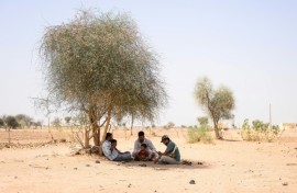 Herdsman Sawai Singh Bhati (C) sits under the shade of a tree in 44 degrees Celsius temperatures, near his house in Sanwata village, Rajasthan