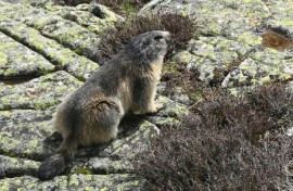 Marmots are thought to have spread the plague among ancient hunter-gatherers