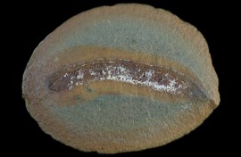 New analysis of rare fossils fills knowledge gaps on the development of the creatures that gave rise to the first land-dwelling vertebrates