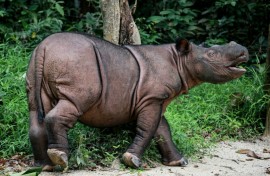 Officials hope to breed Bornean rhinos with Sumatran rhinos to preserve their dwindling genetic heritage