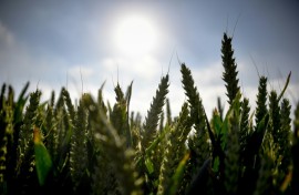 Cereals are ripening earlier and earlier due to climate change and yields sometimes suffer