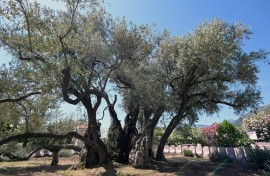 The old olive tree in Bar has had years of restorative work