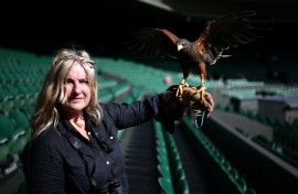 Rufus, the Harris hawk, stands on the gloved hand of falconer Donna Davis at the Wimbledon tennis club