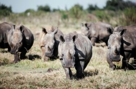 South Africa is home to the world's largest rhino population