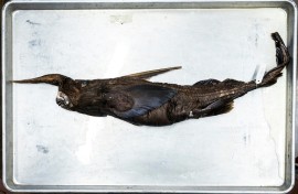 Scientists are determining whether a new species of ghost shark has been discovered in waters off Costa Rica