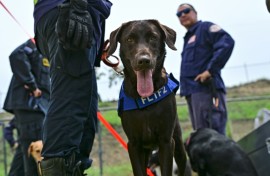Trained rescue dogs like Sisu, shown here, played a key role in locating survivors in the rubble from Venezuela's earthquakes