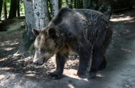 A blind brown bear at the Arcturos Sanctuary in northwest Greece where the growing bear population has fueled complaints from farmers over crop damage and bear sightings near homes