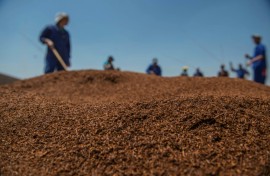 South Africa produces around 22,000 tons of rooibos a year, half of which is exported