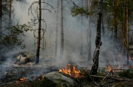 The forest is usually hugely popular with climbers