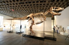 'Gus' measures 38 feet (11.6 meters) in body length