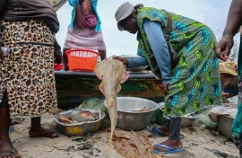 Guitarfish are among the world's most threatened marine fish, red-listed as 'critically endangered' by the International Union for Conservation of Nature